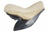 Fossil Tiger Shark (Galeocerdo) Tooth - Bone Valley, Florida #299489-1